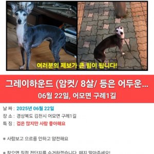 강아지 실종 그레이하운드 경상북도 김천시