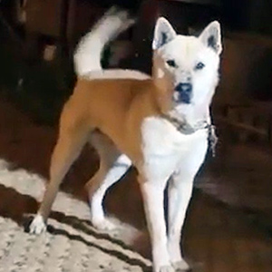강아지 실종 진돗개 경기도 파주시