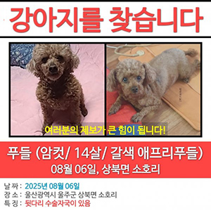 강아지 실종 푸들 울산광역시 울주군