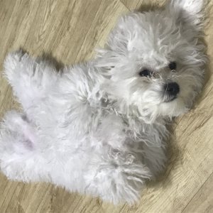 강아지를 찾습니다 강아지 전단지