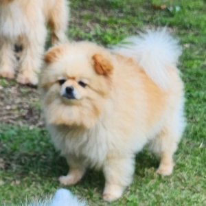 강아지를 찾습니다 강아지 전단지
