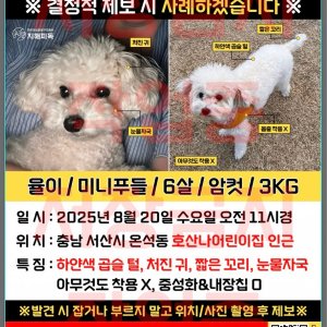 강아지 실종 말티즈 충청남도 서산시