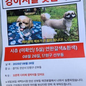 강아지 실종 시츄 경기도 안산시 단원구