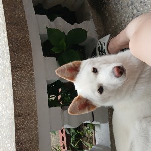 강아지 실종 믹스견 경상남도 창원시 의창구