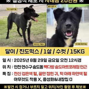 강아지 실종 진돗개 인천광역시 연수구