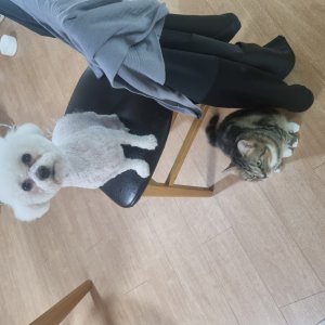 강아지 실종 비숑프리제 충청남도 청양군