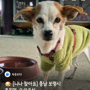 강아지를 찾습니다 강아지 전단지