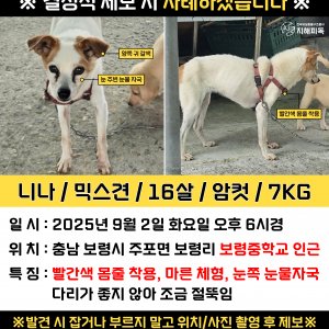 강아지 실종 믹스견 충청남도 보령시