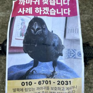 실종동물 조류 충청남도 예산군